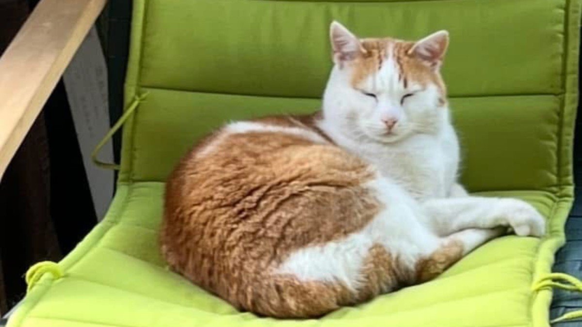 Simon