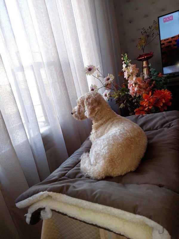 Bobbie