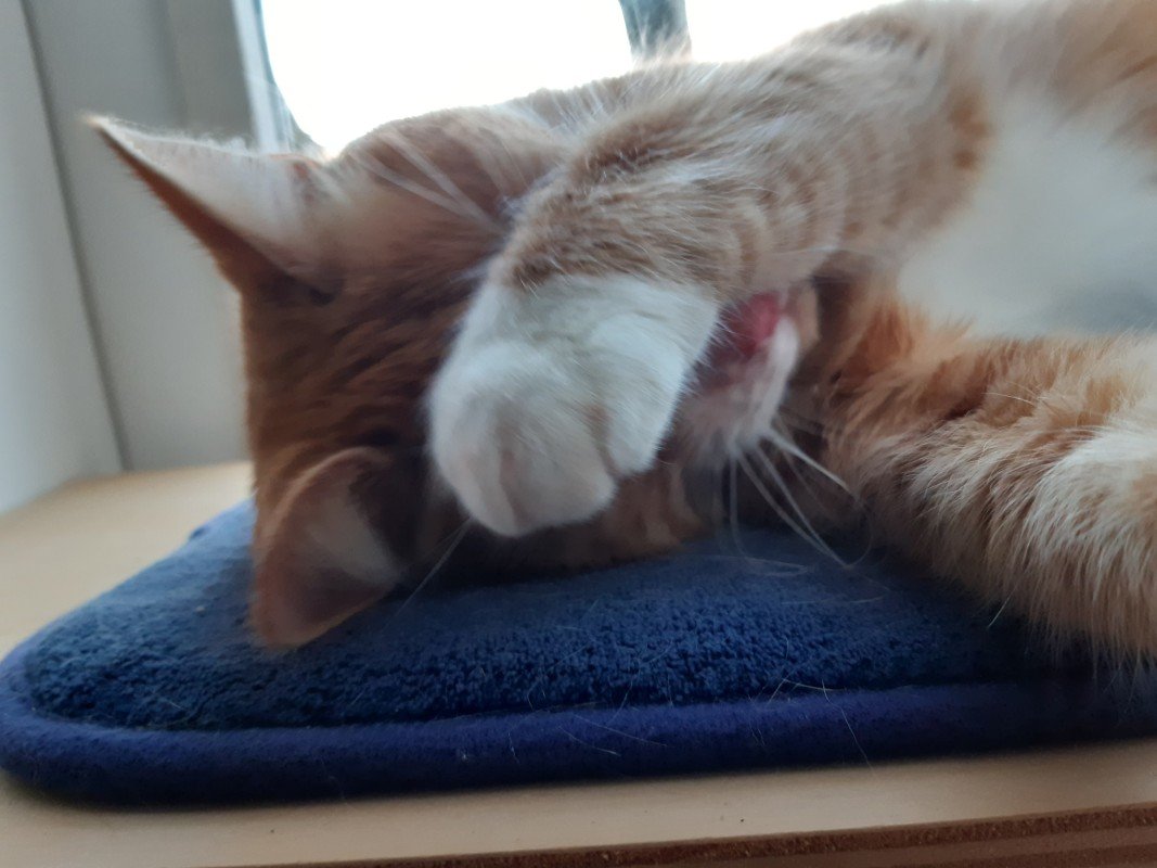 Cherie