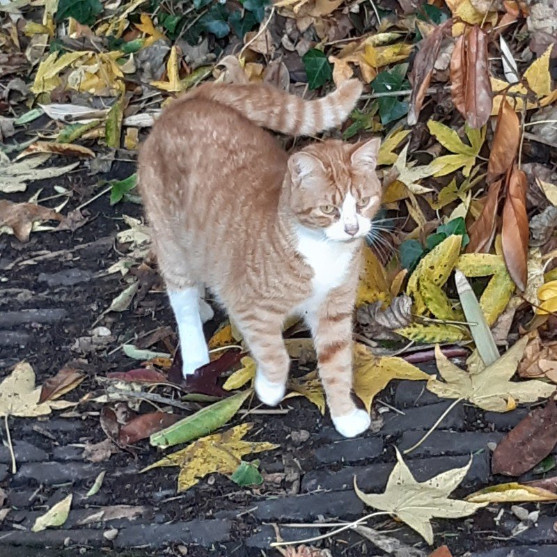 Cherie
