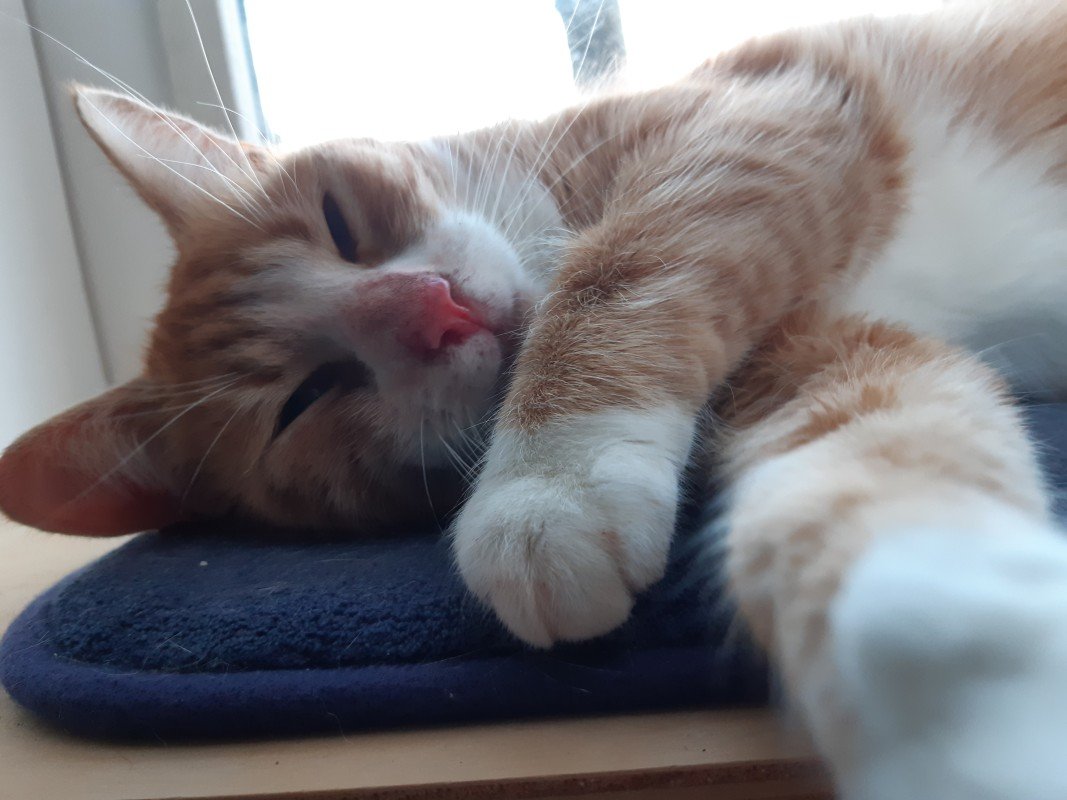 Cherie