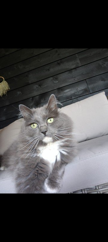 Willem
