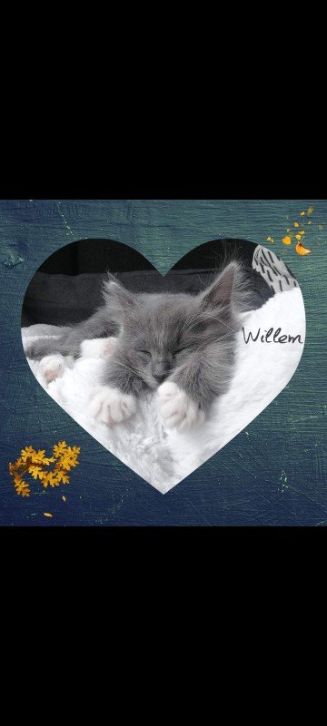 Willem