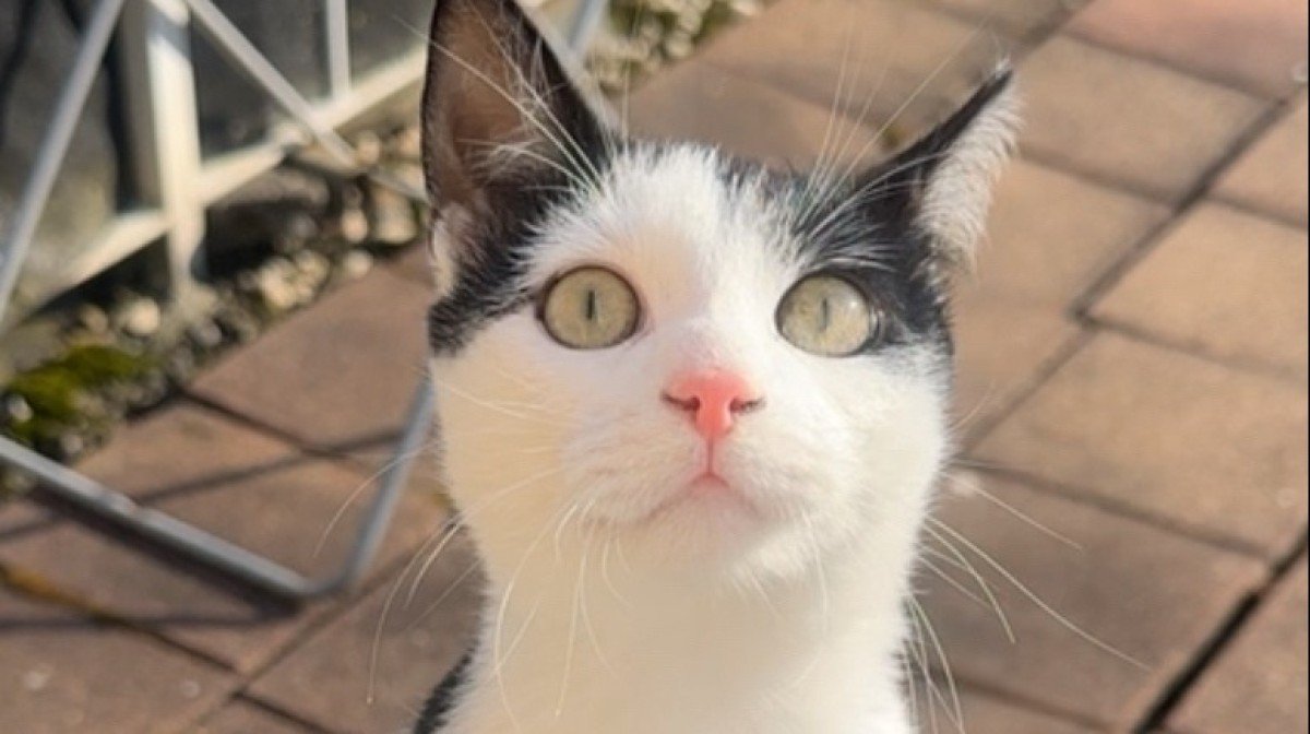 Mishmish