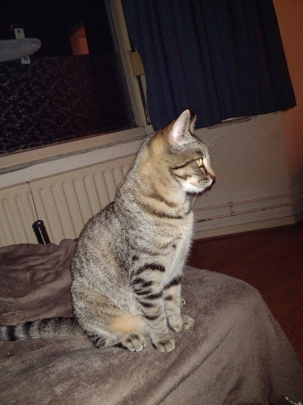 Simba