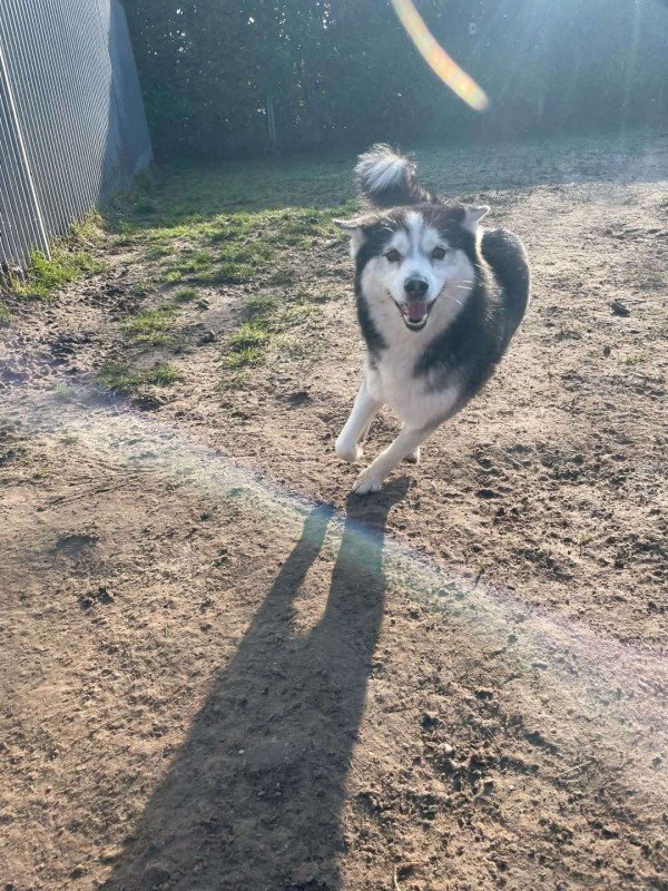 Sora