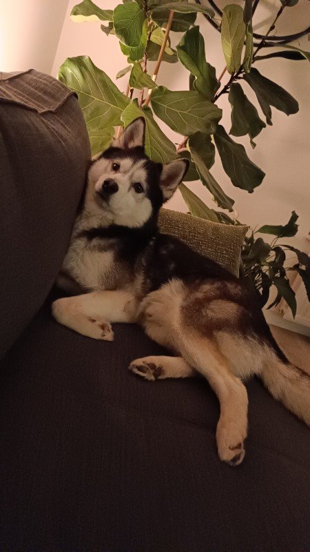 Sora