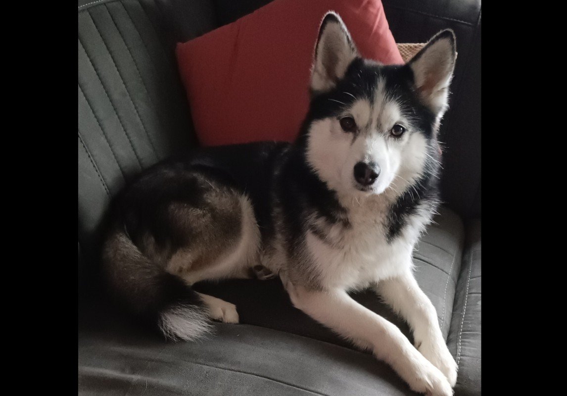 Sora