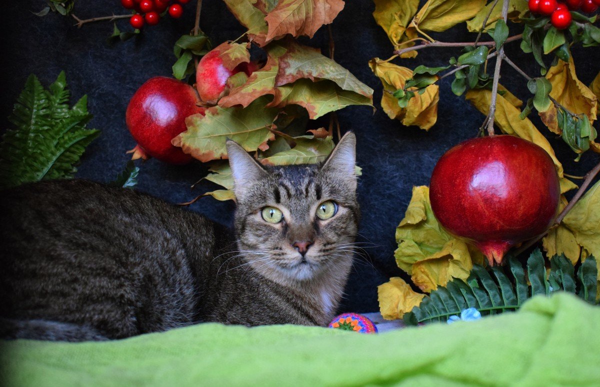 Lou