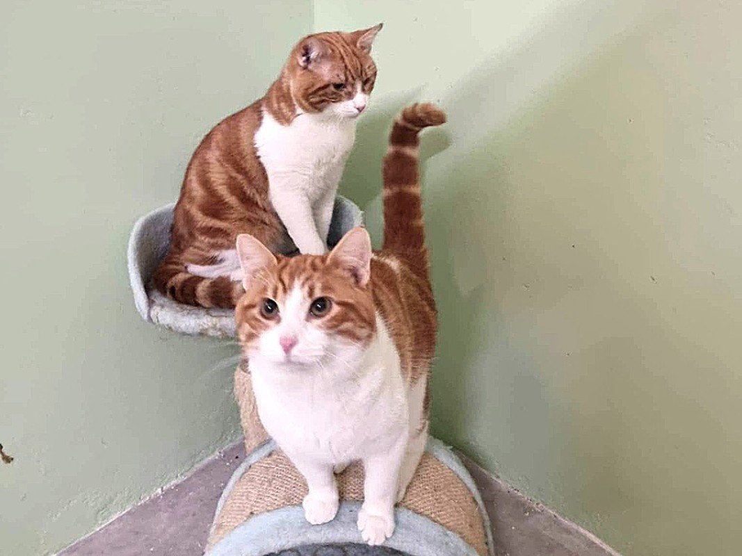 Double