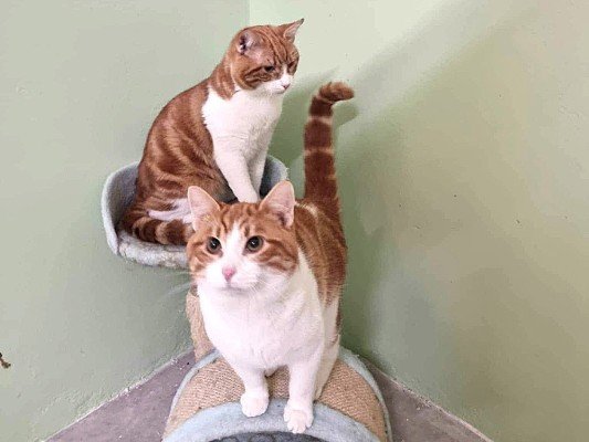Double