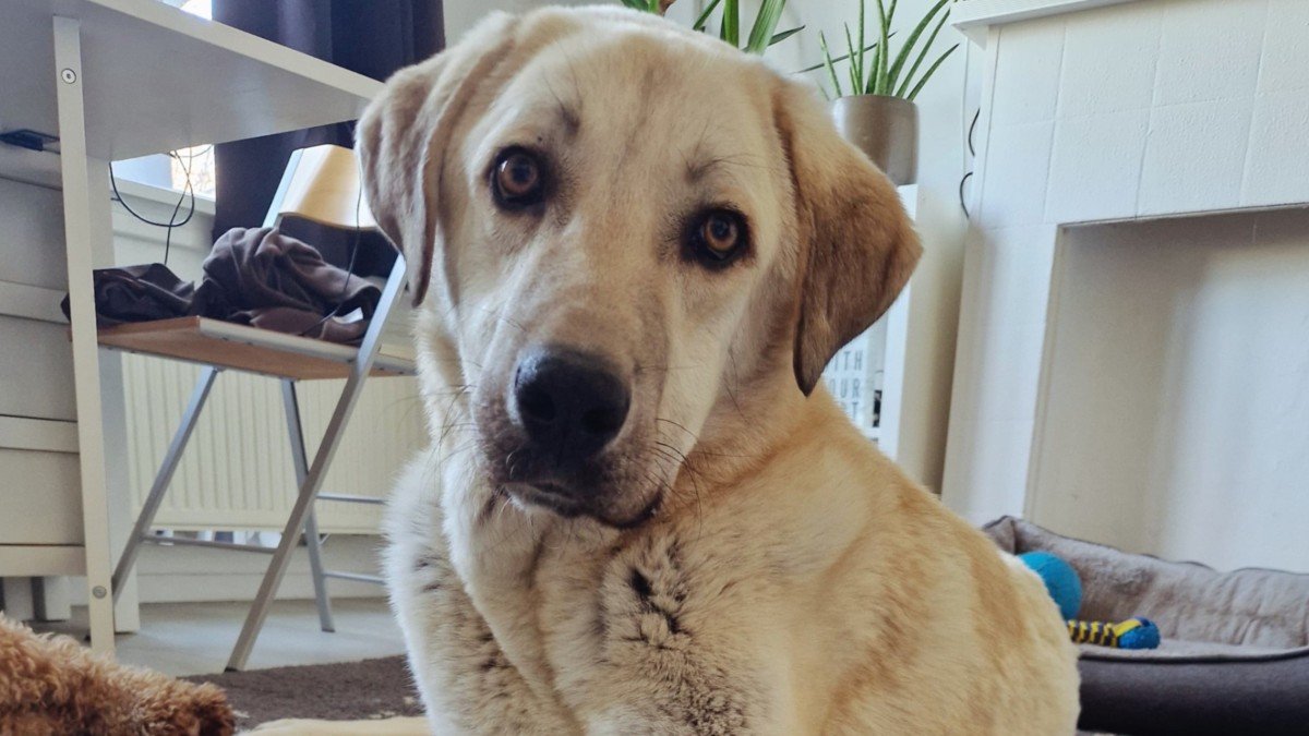 Olaf