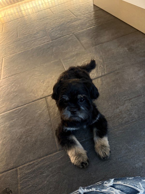 Pip