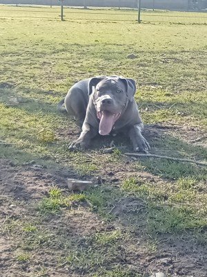 Opie