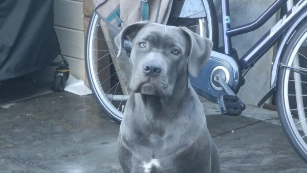 Opie