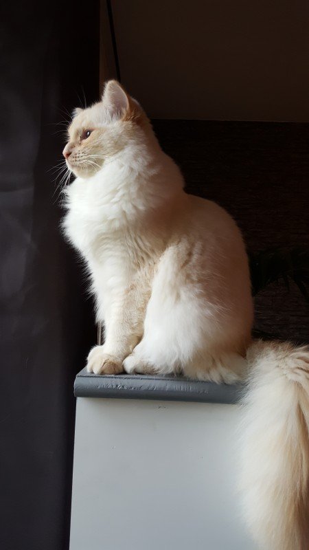 Juni