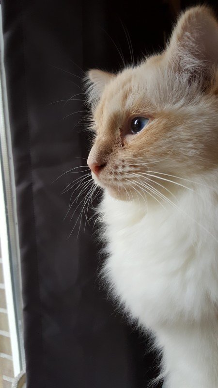Juni