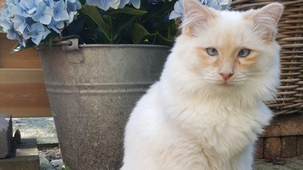 Juni