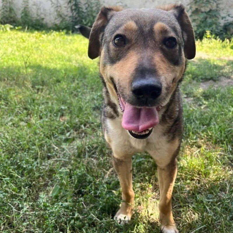 Hazel