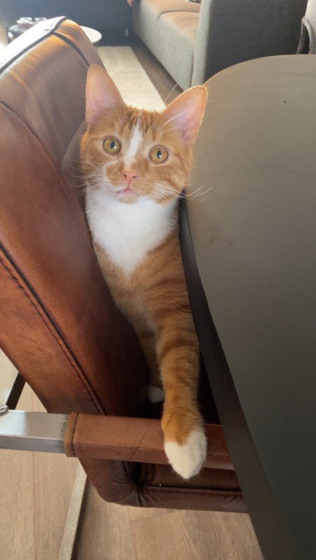 Pip