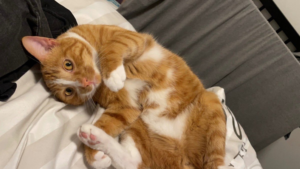 Pip