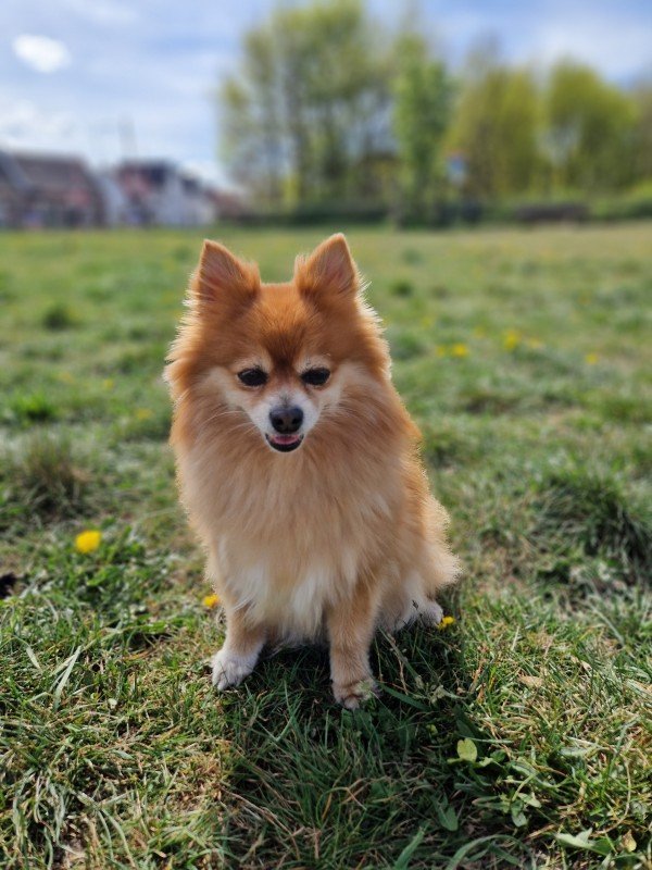 Bailey
