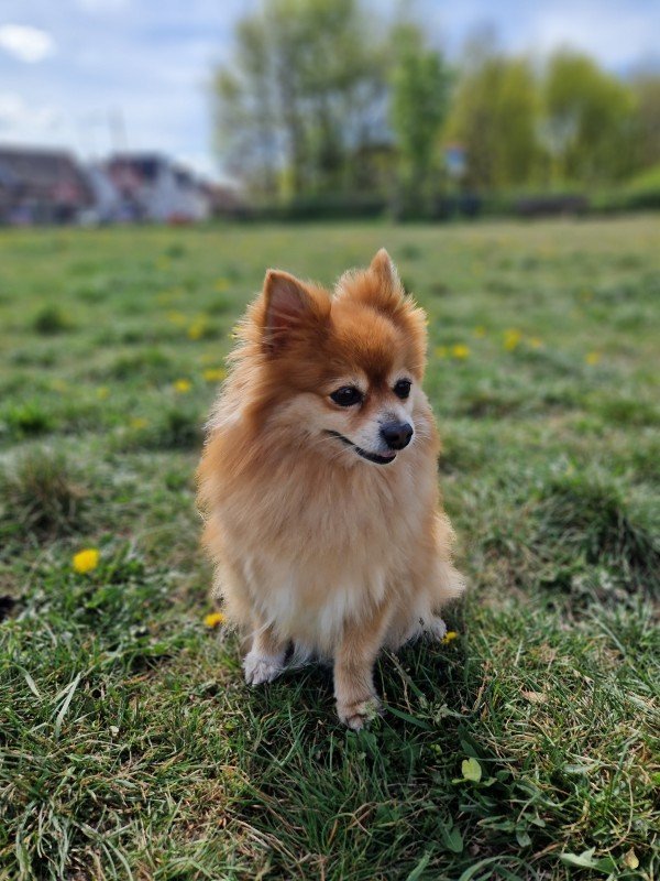 Bailey