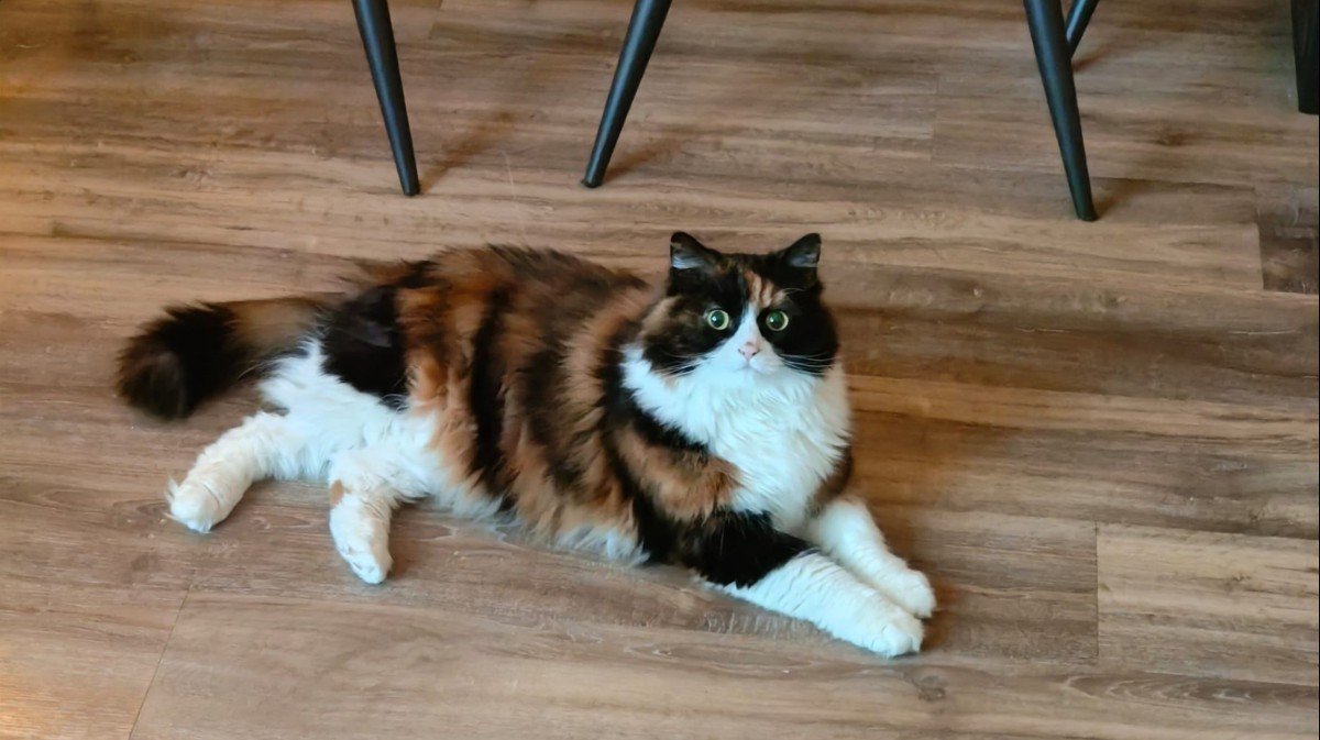 Chewy