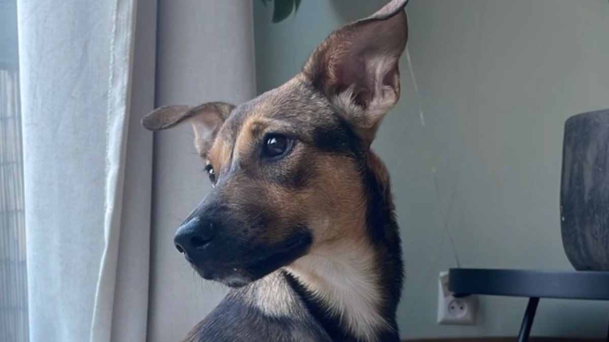 Ava