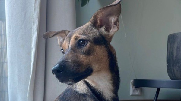 Ava