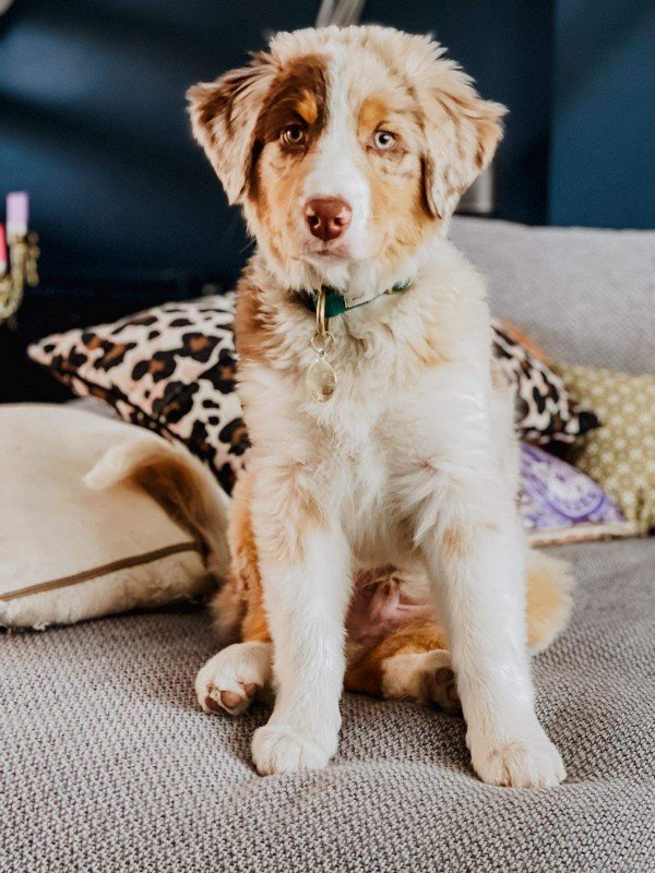 Bowie