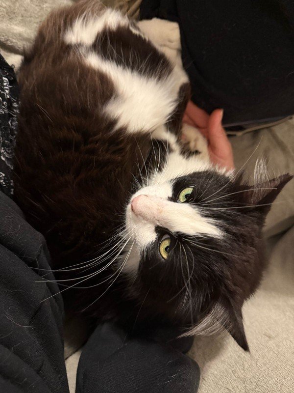 Domino