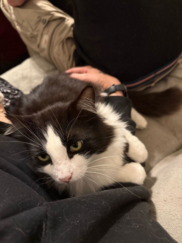 Domino