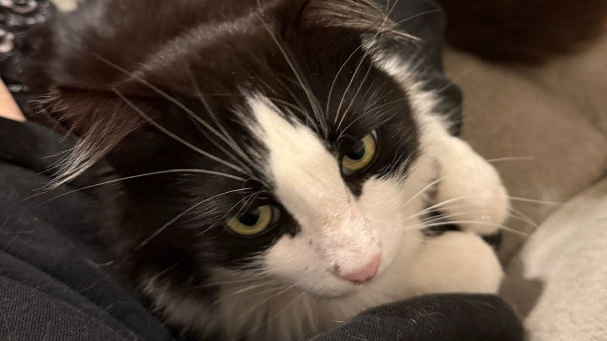 Domino