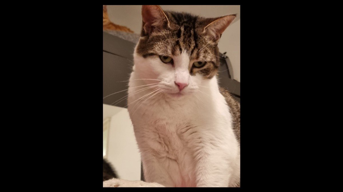 Ollie