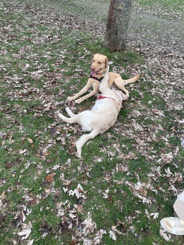 Simba