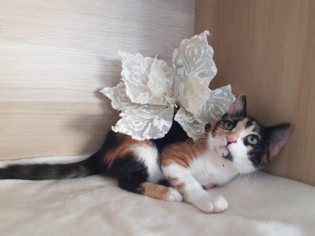 Lilly