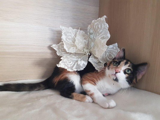 Lilly