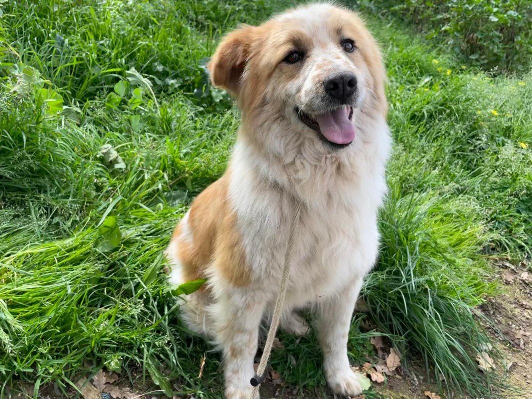 Maisy