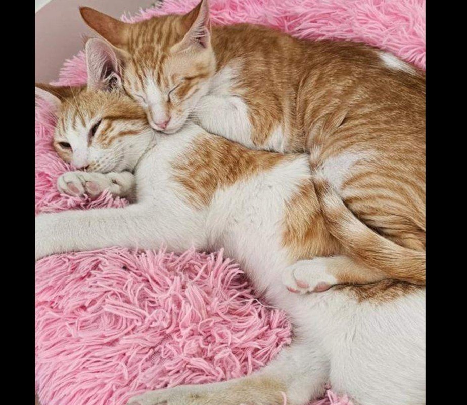 Ginger Arabian Mau kittens