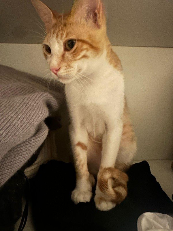Ginger Arabian Mau kittens