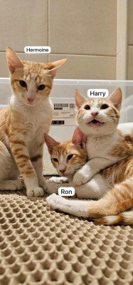 Ginger Arabian Mau kittens
