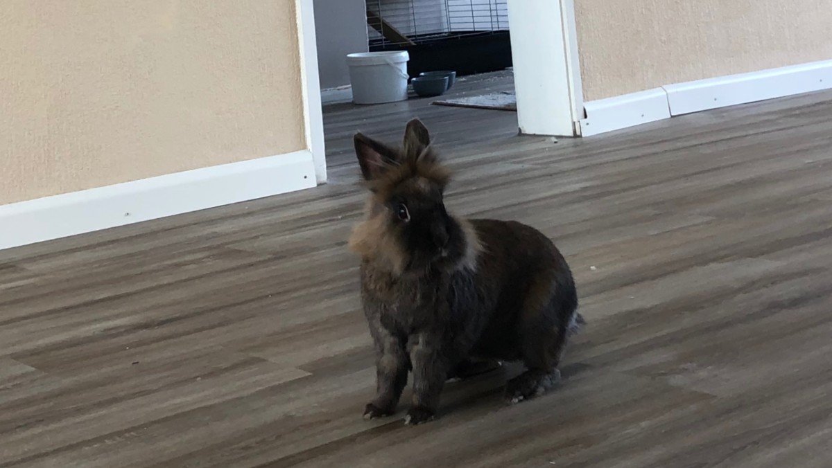 Remy
