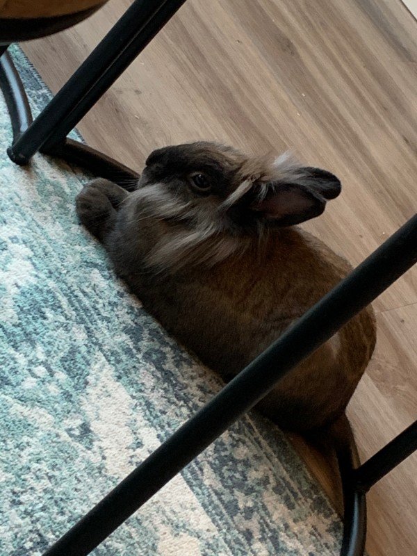 Remy