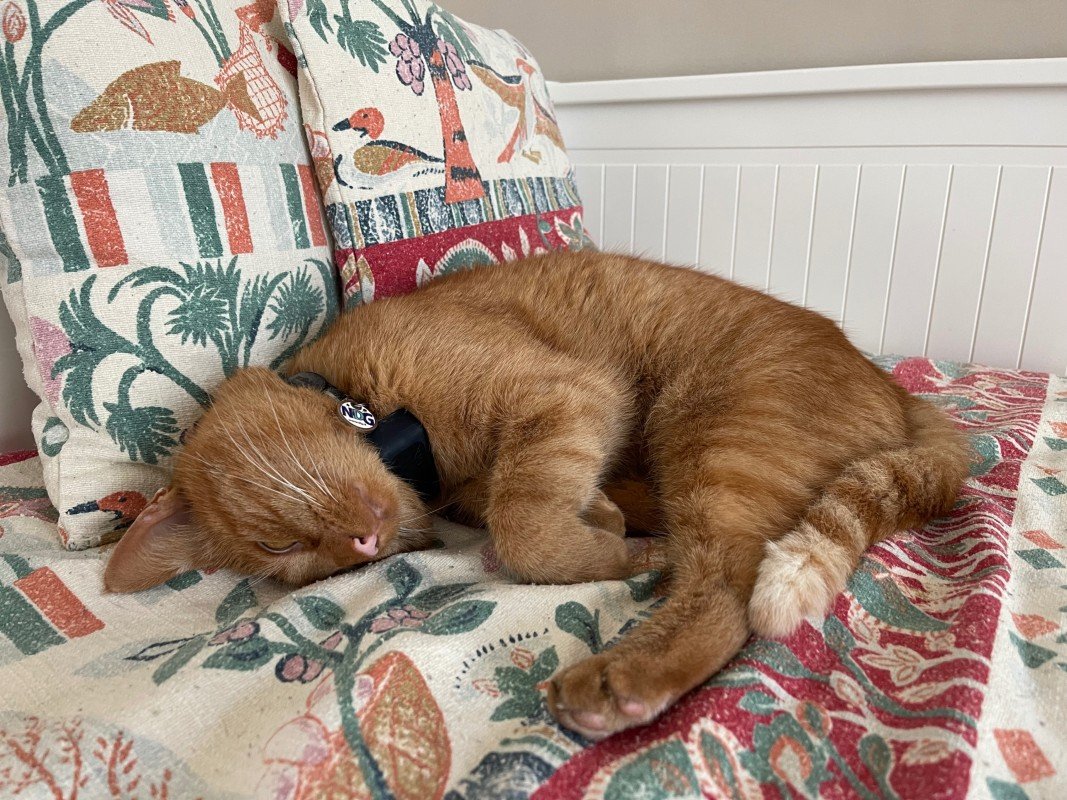 Ginger Joe