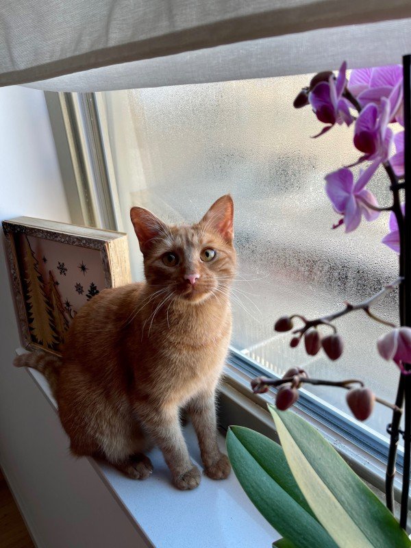 Ginger Joe