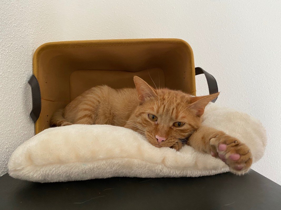 Ginger Joe