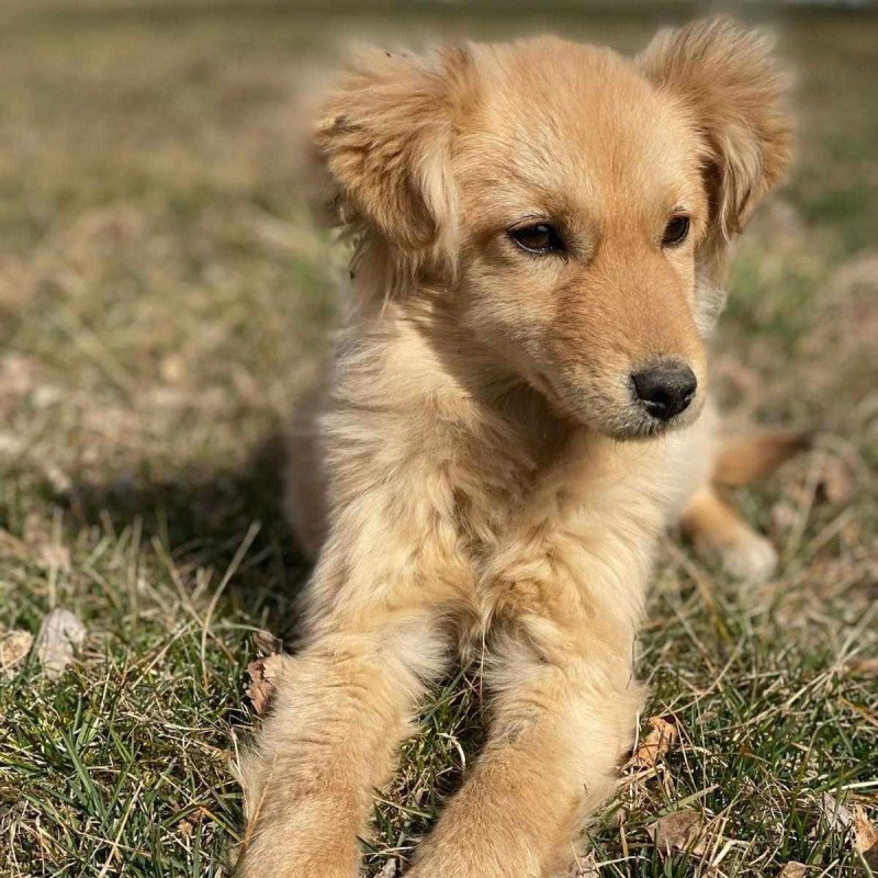 Dolly
