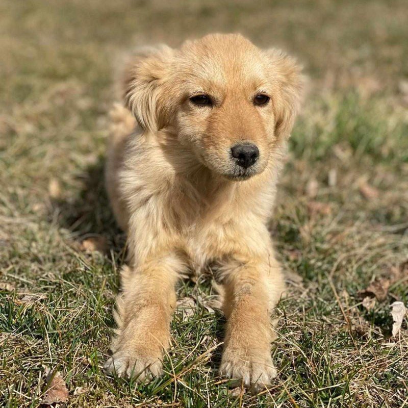 Dolly