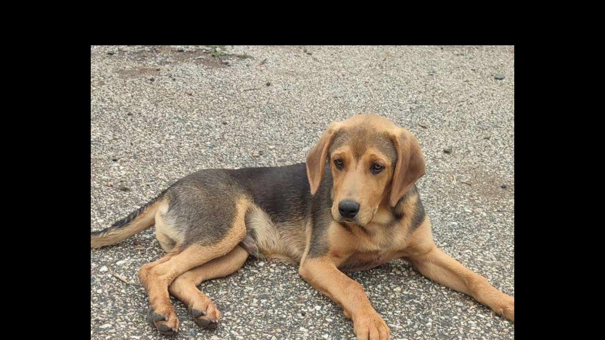 Charlie
